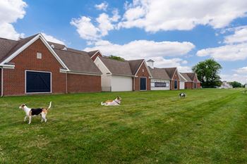Dog park